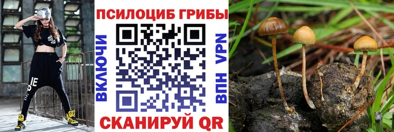 Галлюциногенные грибы Psilocybine cubensis  Новоалтайск 